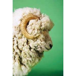  White Sheeps Head   Peel and Stick Wall Decal by 