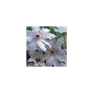   Clair de Lune™ PP#12,838 Perennial Plant Patio, Lawn & Garden