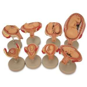 Nasco   Fetus Development Set  Industrial & Scientific