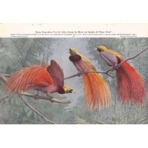 1950 Greater Plume Bird of Paradise  Walter A. Weber Vintage Bird 