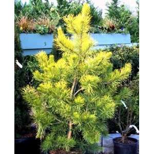  Wates Golden Pine 2   Year Graft Patio, Lawn & Garden