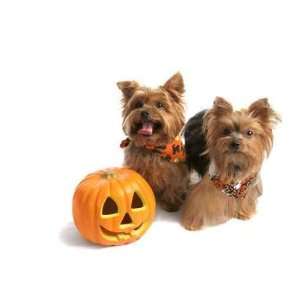  Yorkies Trick or Treat   Peel and Stick Wall Decal by 