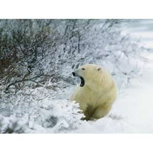  Polar Bear Sits in Willows after a Snowstorm and Yawns 