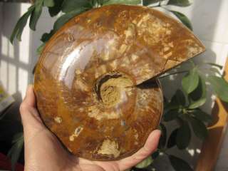 97lb NATURAL BEAUTIFULVariegated colorconch FOSSILS  