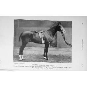   1912 Antique Photograph Hunter Gelding The Snob Horse