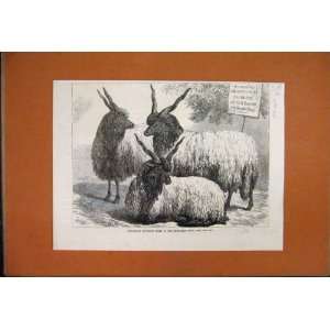  1868 Hungarian Mountain Sheep Smithfield Show Print