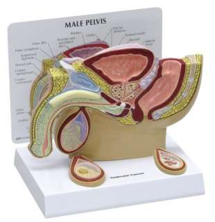 Anatomical Human Male Pelvis Testicular Cancer Model  