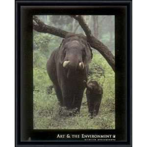  Asian Elephant by Konrad Wothe   Framed Artwork