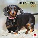 2012 Dachshunds Square 12X12 Wall Calendar