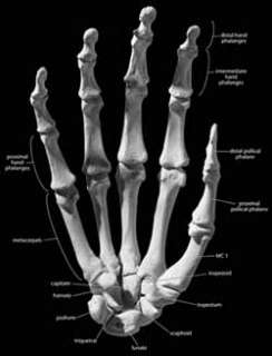 Right hand, palmar, anterior. (Small sesamoid bones not included.)