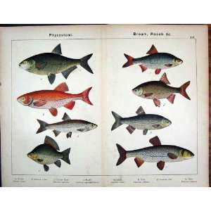  Physostomi Bream Roach Carp Rudd Chub Antique Print