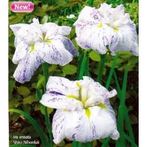   Nihonkai Iris ensata  Water or Garden Plant  NEW Patio, Lawn & Garden