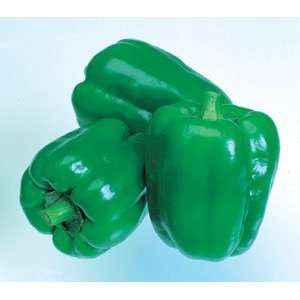    New Ace Sweet Pepper   20 Seeds   New/Compact Patio, Lawn & Garden