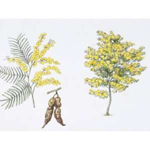 Silver Wattle (Acacia Dealbata) Plant with Flower, Leaf, Illustration 