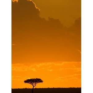  A Lone Acacia Tree Stands Silhouetted on Masai Mara at 