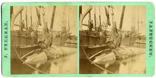 Skinning a Whale, Nantucket, MA by Freeman, 1865 85  