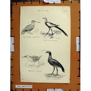   Antique Print C1800 1870 Common Snipe Bird Water Rail