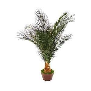  Preserved Palm Tree with Clay Pot (Green) (24H)