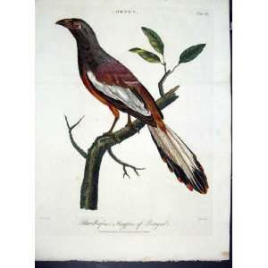  Wilkes Birds C 1804 Rufous Magpie Of Bengal