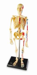 Learning Resources 9.2 Human Skeleton Model ~NEW~  