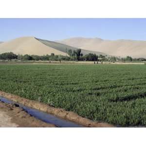  Irrigated Winter Wheat, Oasis in Gobi Desert, Gansu Province, China 