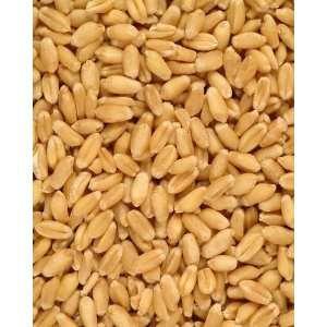  Wheat Kernels (Grain Kernels) Loose Wheat