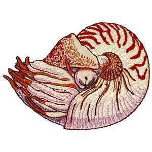Epic Chambered Nautilus Sea Life Ocean Iron on Patch  