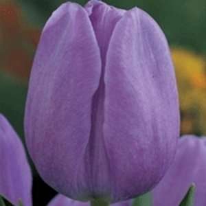  20 Single Blue Aimable Tulip Bulb Patio, Lawn & Garden
