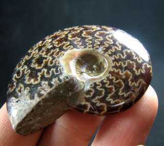 40mm Beautiful Africa Ammonite Fossil ammd9ie0153  