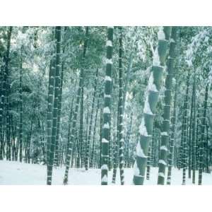  Bamboo Forest in Snow, Nishiyama, Kyoto, Japan Premium 