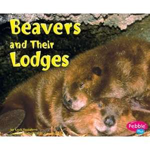  Beavers And Their Lodges