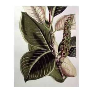   Botanical IV   Artist Curtis  Poster Size 24 X 18