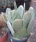 Opuntia Ficus Indica Big Thick Green One Pad 88