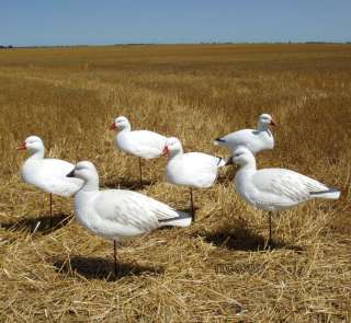 AVERY GREENHEAD GEAR T&T 5/8 SNOW GOOSE ACTIVE DECOYS 6  