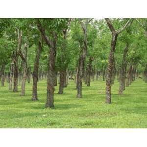  Trees in a Rubber Plantation at Vung Tau, Vietnam 