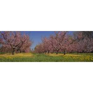  Cherry Trees in an Orchard, South Haven, Michigan, USA 