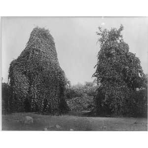   grape vines,Tejon Ranch, Kern County,California,CA