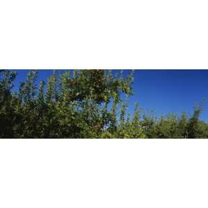  Apple Orchard, Wenatchee, Chelan County, Washington, USA 