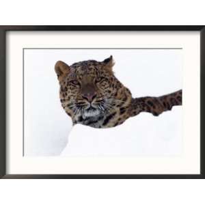 Amur Leopard in Snow, Panthera Pardus Orientalis Framed Photographic 