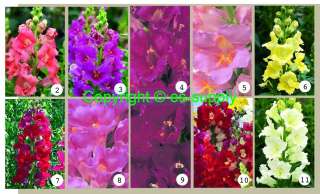   of flower seeds in my store with pdf file http www es supply com afm