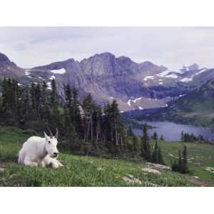 Mountain Goat Adult with Summer Coat, Hidden Lake, Glacier National 
