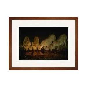  Lions Drinking After Feeding Framed Giclee Print
