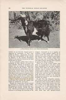 1907 Article Vast Profits in the Golden Goat   Angora  