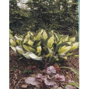  Whirlwind Hosta Patio, Lawn & Garden