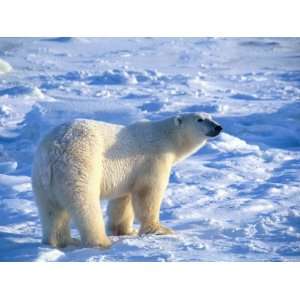  A Polar Bear Walks Across a Snowfield National Geographic 