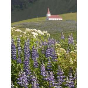  Church and Flower Meadow of Lupins, Vik, Iceland, Polar 