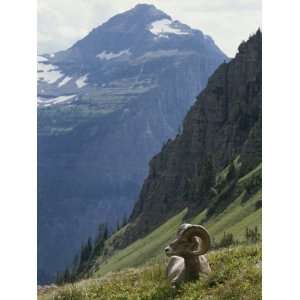 Bighorn Sheep Ram, Ovis Canadensis, Rests in an Alpine Meadow 