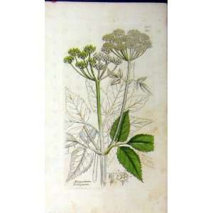  1801 Sowerby Botanical Aegopodium Podagraria Herb