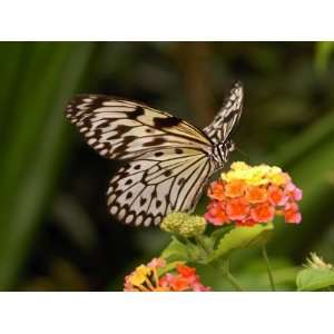 Tree Nymph Butterfly Drinks Nectar from Lantana Flowers, Idea Leuconoe 