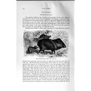  NATURAL HISTORY 1894 COLLARED PECCARY YOUN WILD ANIMALS 